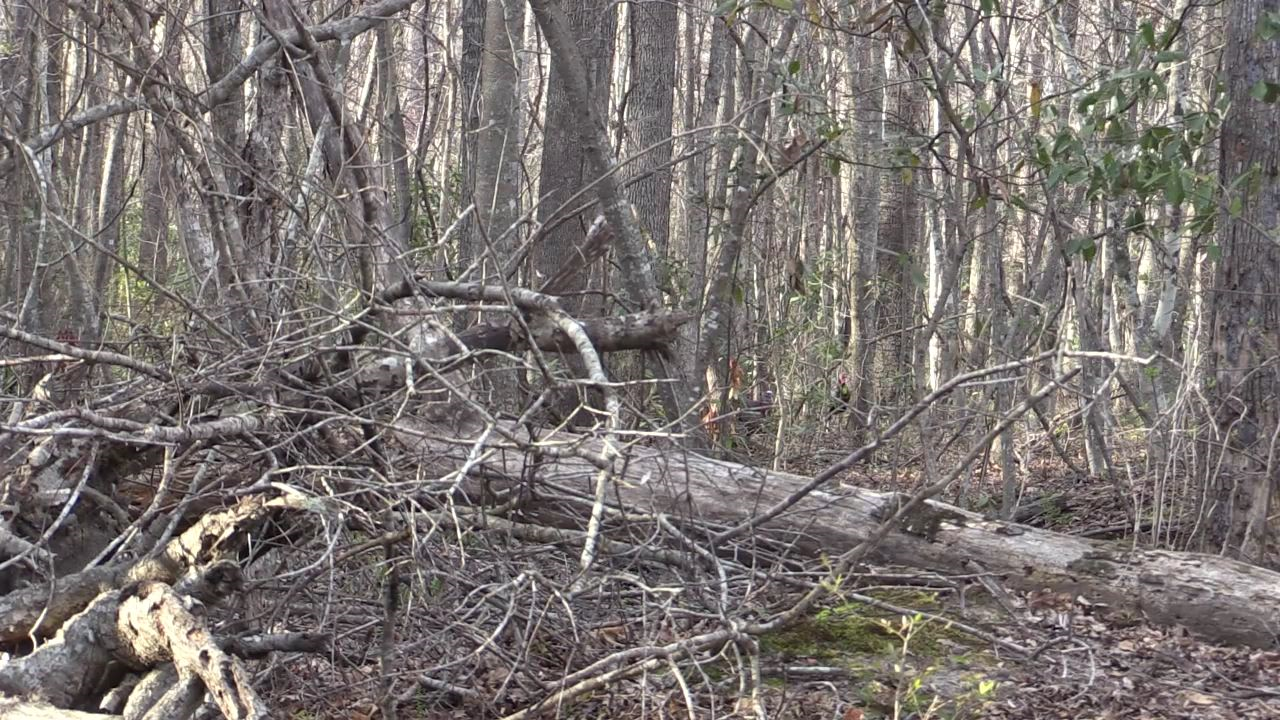 Click to Watch Video