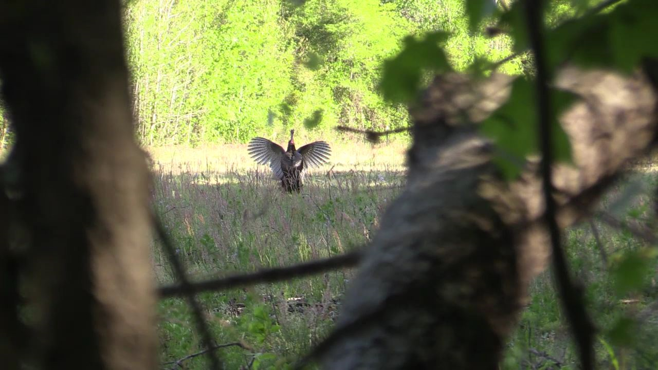 Click to Watch Video