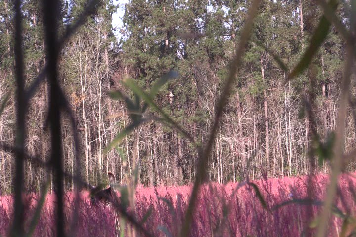 Click to Watch Video