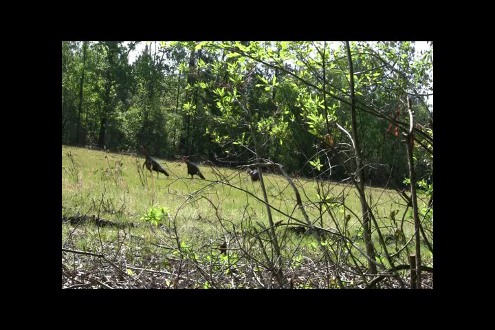 Click to Watch Video