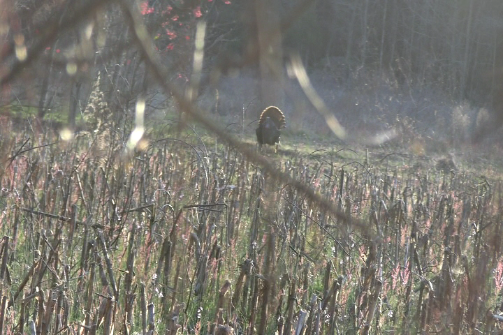 Click to Watch Video