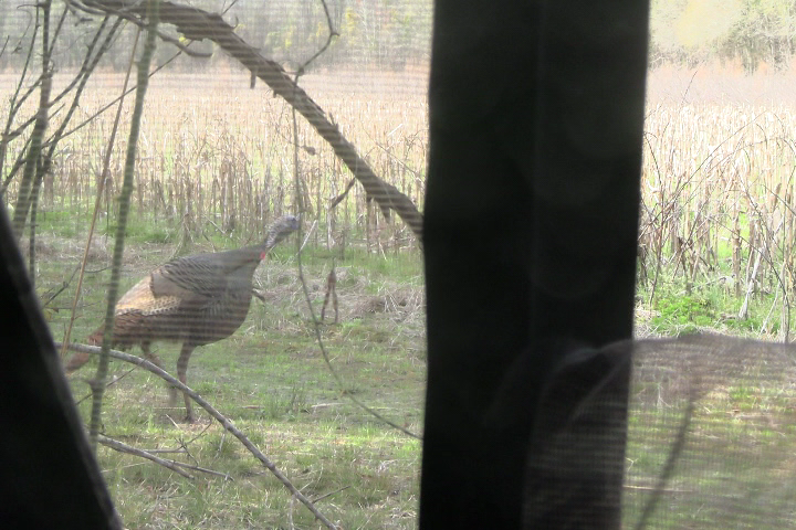 Click to Watch Video