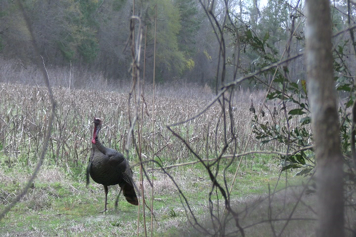 Click to Watch Video