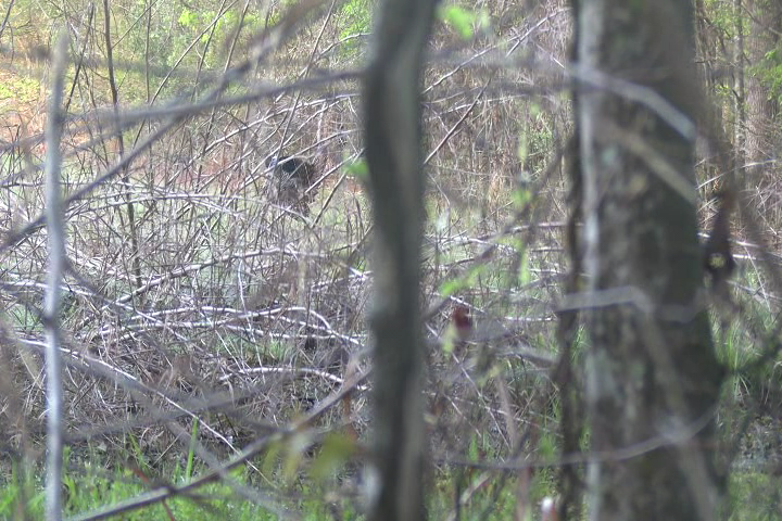 Click to Watch Video