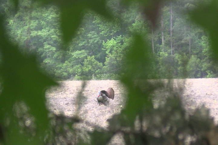 Click to Watch Video