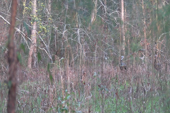 Click to Watch Video