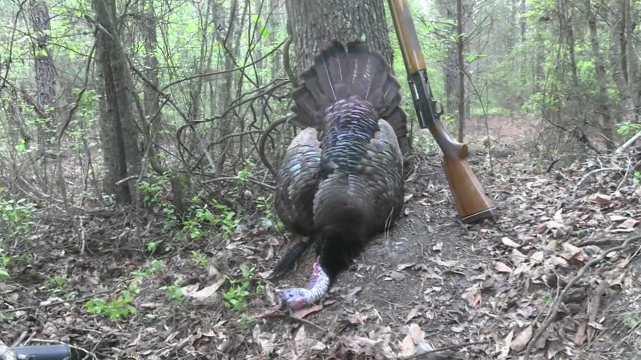 Click to Watch Video