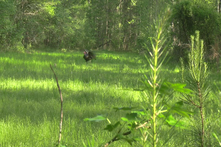 Click to Watch Video