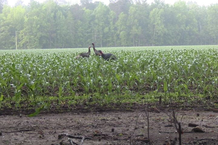 Click to Watch Video