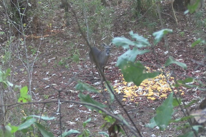 Click to Watch Video