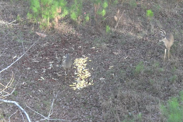 Click to Watch Video